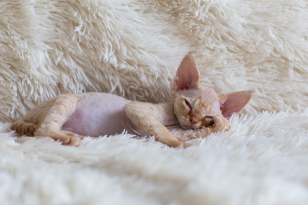 Photo little red kitten devonrex sleeping