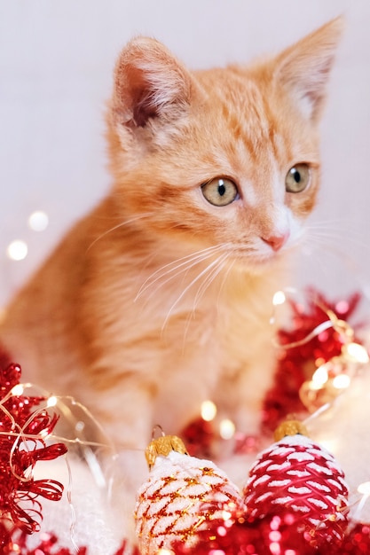 クリスマスの装飾で遊ぶ小さな赤い子猫