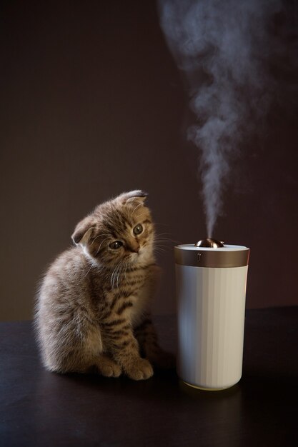 Little red kitten sits and looks at the white steam that comes out of the humidifier