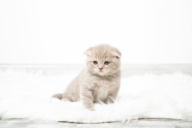 작은 빨간 고양이는 무성한 하얀 카펫에 방에 앉아있다. 카메라를보고 새끼 고양이입니다. 아름다운 고양이