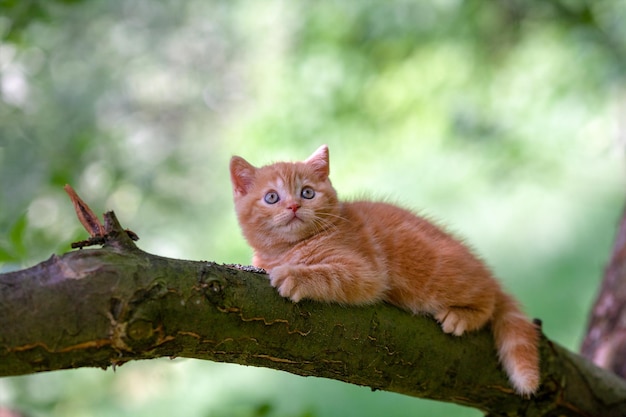 写真 庭の木に忍び寄る小さな赤い子猫