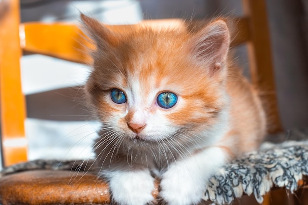 椅子に青い目をした小さな赤い子猫 かわいいペット