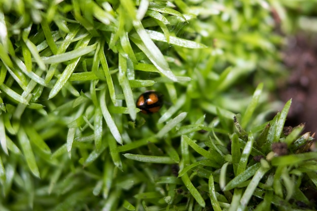 写真 緑色のぼんやりした背景に草の刃で這う小さな赤い虫