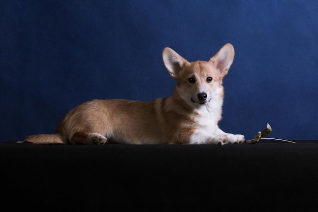 写真 ウェルシュ ・ コーギー ・ ペンブローク犬種の小さな赤い子犬