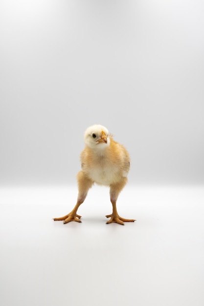 Little Rhode Island Red baby chicken team stand on solid white clear background in studio light