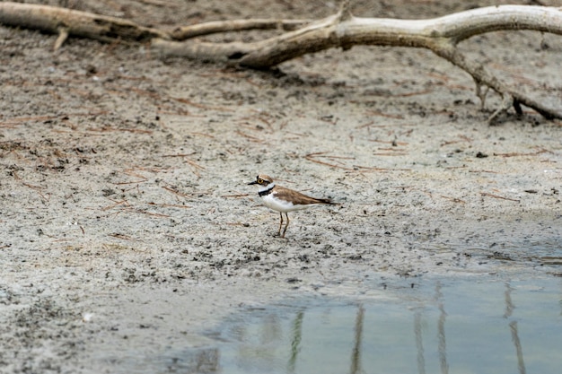 Little ringed plover in Albufera of Valencia.