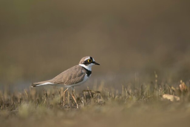 Photo little ringed plover bird