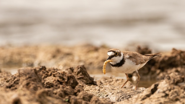 작은 고리 물떼새, 부리에 유충이 있는 Charadrius dubius 새. 확대.