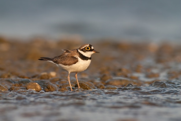 Little ringed plover, Charadrius dubius. in summer. Wild small water bird on stones with space for copy.