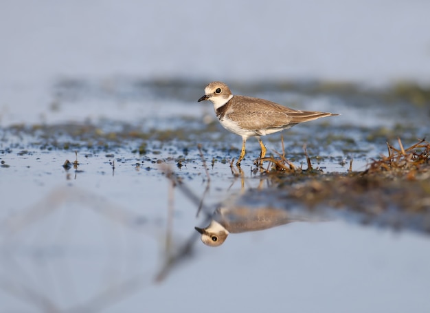 Il piccolo piviere inanellato (charadrius dubius) nel piumaggio invernale sulla riva dell'estuario.