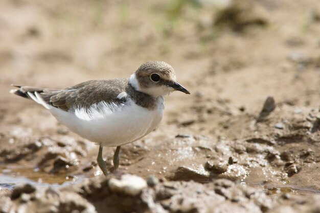 Little Ringed Plover #1 Jigsaw Puzzle by Hans Reinhard - Science Source  Prints - Website