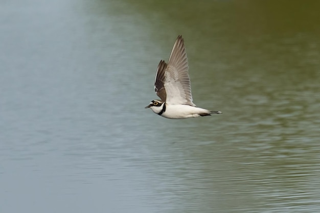 작은고리물떼새 charadrius dubius