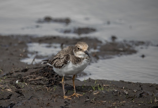 Little Ringed Plover on the Ground Animal Portrait