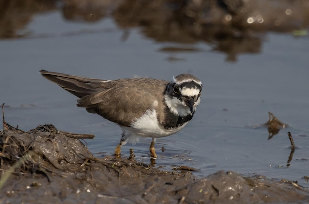 Birding/ Bird watching in Thailand - Little Ringed Plover / Mindre  Strandpipare / นกหัวโตเล็กขาเหลือง