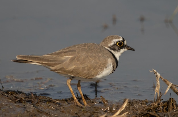 Little Ringed Plover looking for food in the water