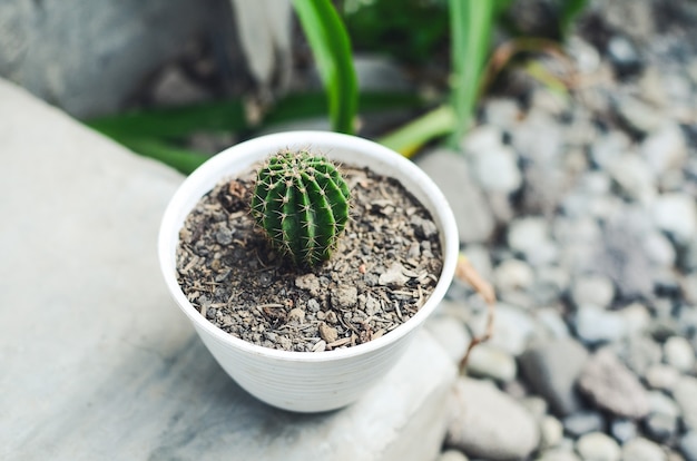 Little round cactus in flower pot at home