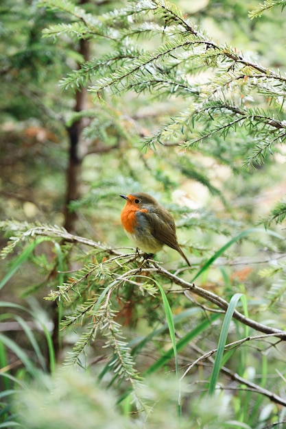 Little ruffled robin chick