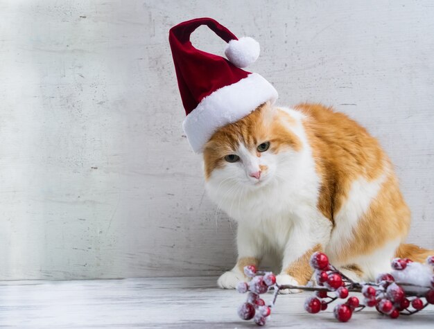 Маленький помощник санта-клауса - рыжий кот в новогодней шапке санта-клауса