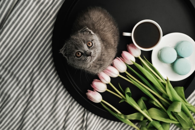 Piccolo gatto scozzese seduto sul vassoio con macarons francesi e tulipani freschi con una tazza di caffè