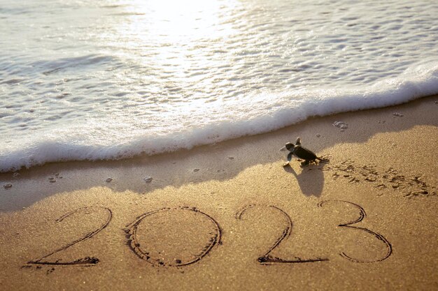 Маленькие морские черепахи ползают с числами 2023 года