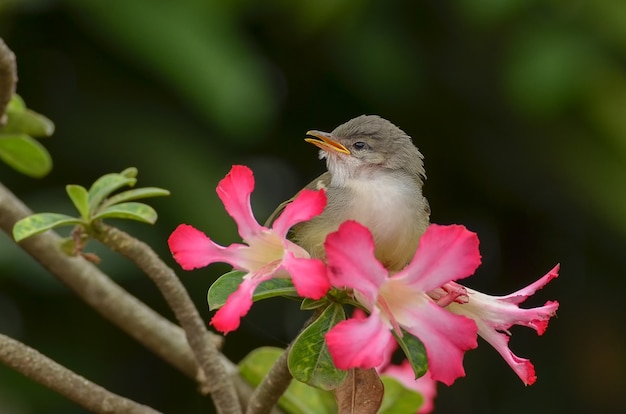 작은 노래 새가 꽃에 자리 잡고
