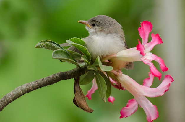 花にとまる小さな歌う鳥