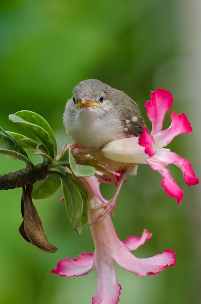 Uccellino che canta appollaiato sul fiore