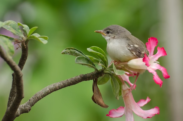 花にとまる小さな歌う鳥