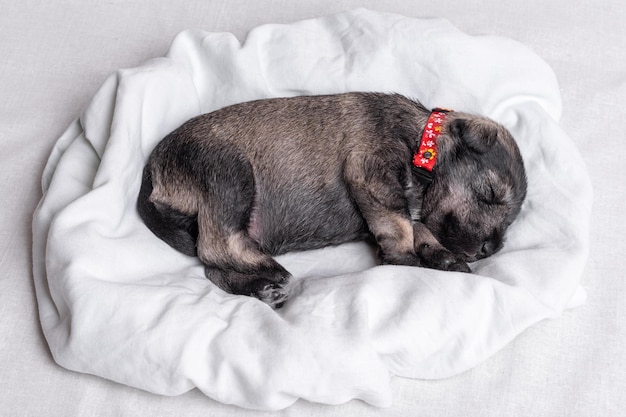 Little sleeping newborn miniature schnauzer puppy on a white background closeup Little blind sleeping puppy