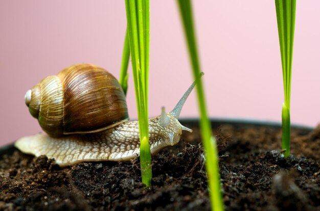 Little slime with shell or snail in plant pot healing mucus cosmetics and snail mucus cosmetology be