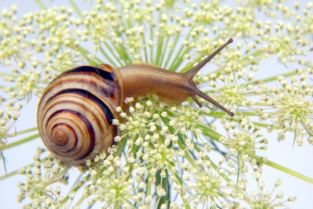 花の上を這う小さなカタツムリ。軟体動物と無脊椎動物。珍味の肉とグルメ料理。