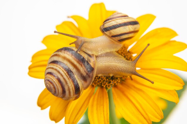 little snail crawling on a flower. mollusc and invertebrate.