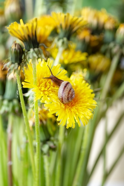 Little snail crawls on yellow dandelion flower