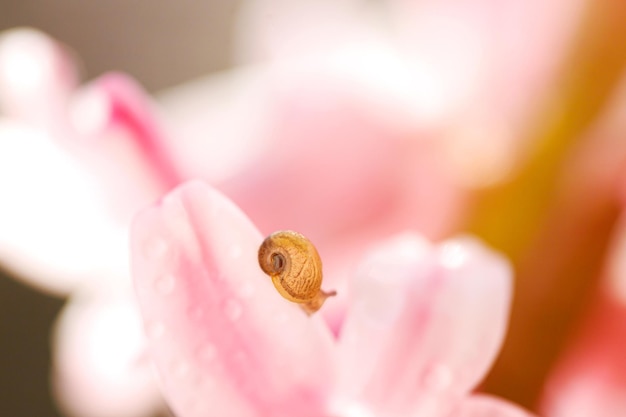 Little snail on flower nature background with flowers