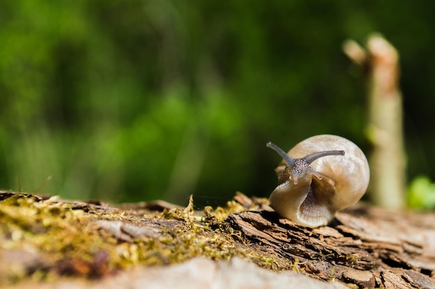 Little snail on a tree branch under the sun