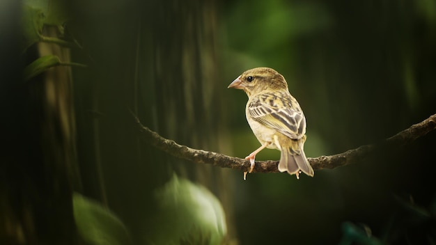 Little sparrow in the foliage