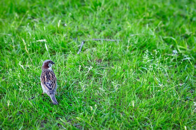 Little sparrow nell'erba. parco. wildlife.