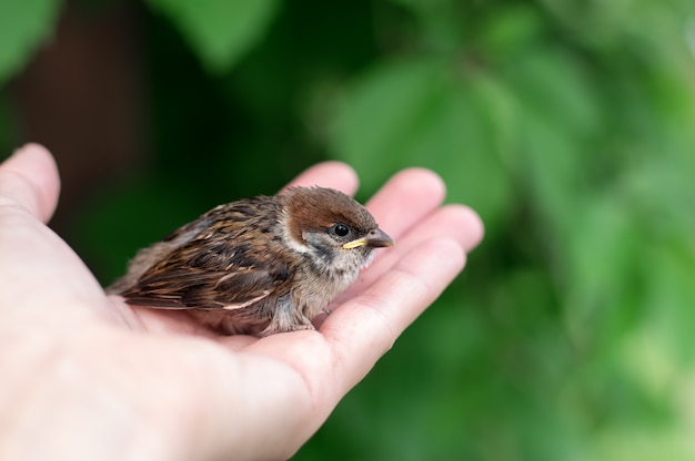 小さなスズメが手に座っています。