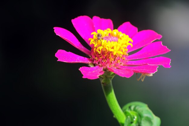 ピンクの花の小さなクモ