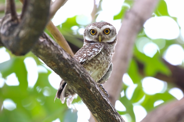 Little spotted owlet perched on a branch in tropical forest