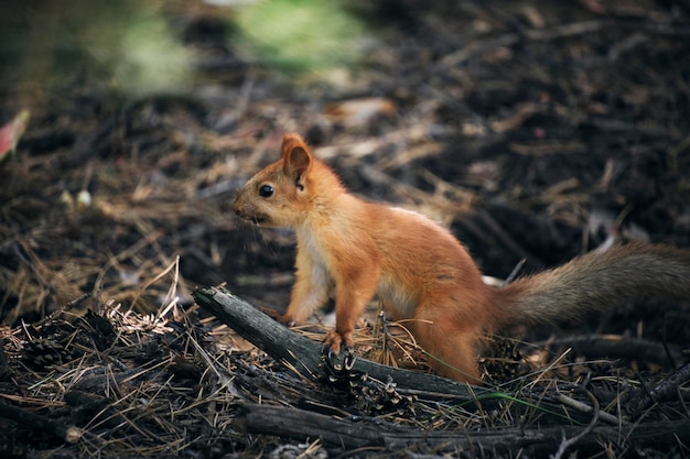 Little squirrel forest runs on ground