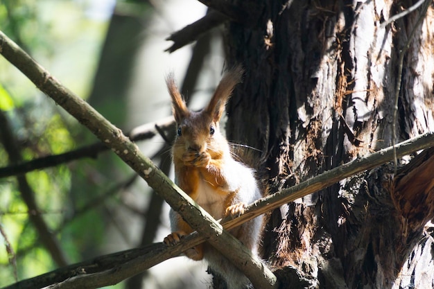 A little squirrel with big ears