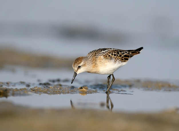 Малышка (Calidris minuta) кормится на берегу. Мягкий утренний свет.