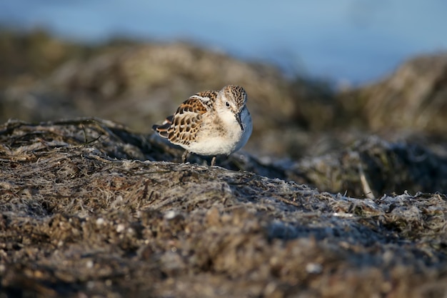 Малыш (Calidris minuta) сфотографировал кормление крупным планом на прибрежном песке в мягком утреннем свете.