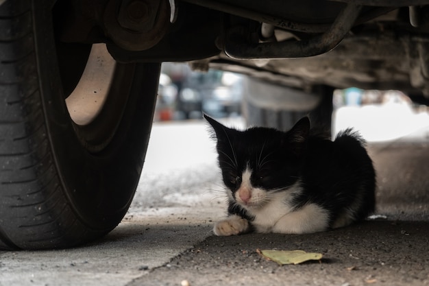 Little stray black and white cat hidden under a car