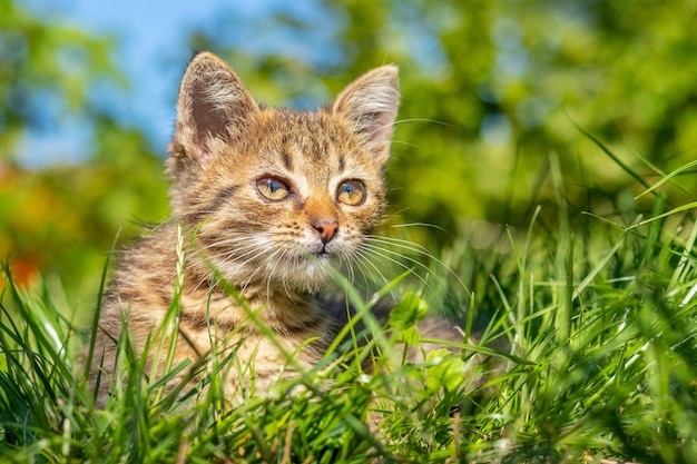 Little striped cat in the garden sitting in the green grass on a sunny day