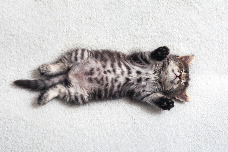 小さな縞模様の子猫が仰向けになって甘く眠っています