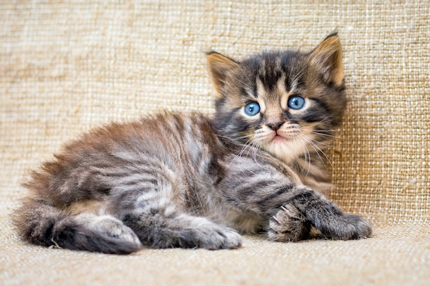 A little striped kitten lies resting after the game_