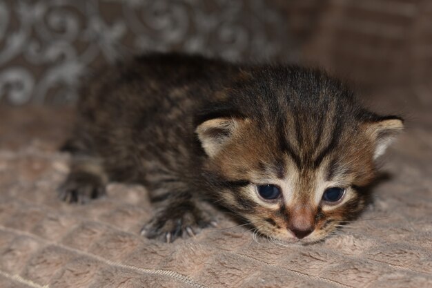 Маленький полосатый котенок играет на диване