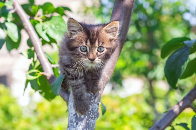 Little striped kitten on a tree on a pretty summer day_